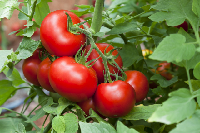 Ăn cà chua có giảm cân không? Cách ăn cà chua đúng cách